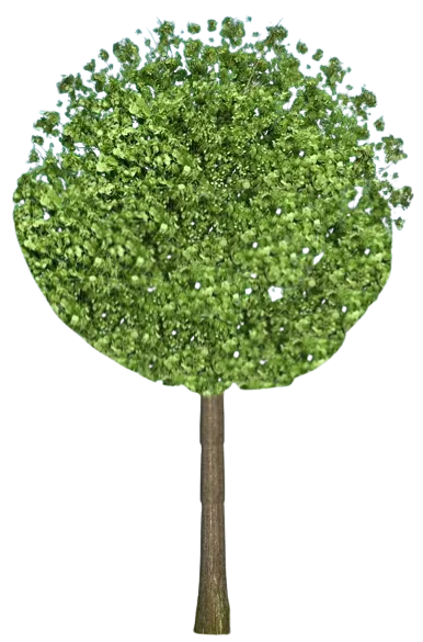 sosileto vi backg tree