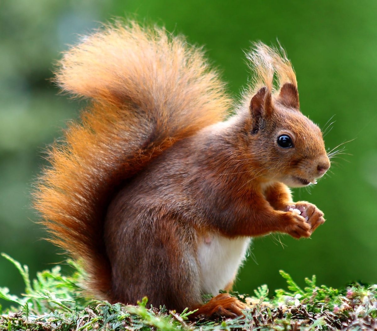 squirrel animal cute rodents 47547 pixabay